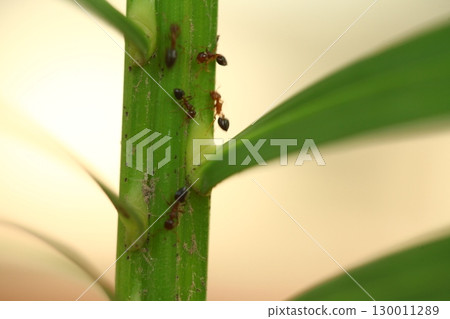 Macro Shot of a Black ants India Macro Shot of a Black ants India 130011289