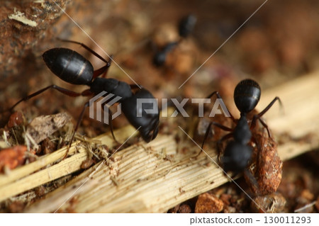 Macro Shot of a Black ants India Macro Shot of a Black ants India 130011293