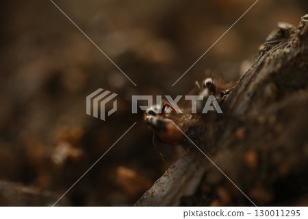Macro Shot of a Black ants India 130011295