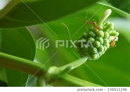 Macro Shot of a Black ants India Macro Shot of a Black ants India 130011296