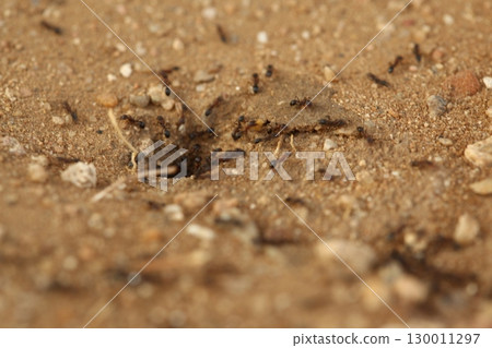 Macro Shot of a Black ants India Macro Shot of a Black ants India 130011297