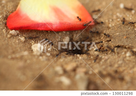 Macro Shot of a Black ants India Macro Shot of a Black ants India 130011298