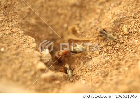 Macro Shot of a Black ants India Macro Shot of a Black ants India 130011300