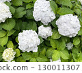 White hydrangea getting wet in the rain 130011307