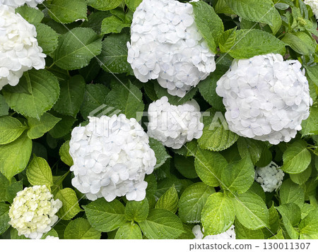 White hydrangea getting wet in the rain 130011307