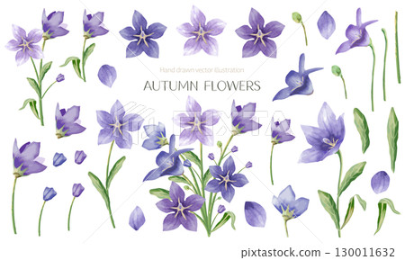風鈴草花的水彩插圖(材質集) 風鈴草花的水彩插圖(材質集) 130011632