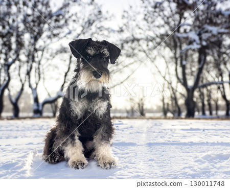 miniature schnauzer in nature miniature schnauzer in nature 130011748