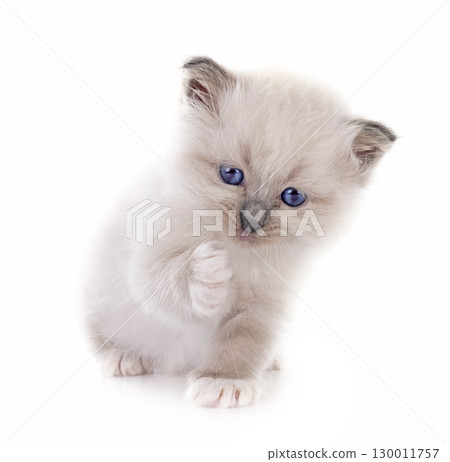 kitten birman cat in studio kitten birman cat in studio 130011757
