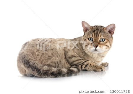 bengal cat in studio 130011758