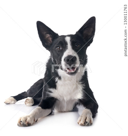 border collie in studio border collie in studio 130011763