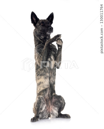 Dutch Shepherd in studio Dutch Shepherd in studio 130011764