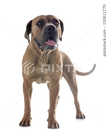 young cane corso young cane corso 130011770