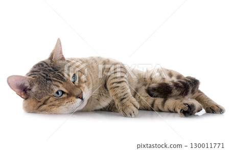 bengal cat in studio bengal cat in studio 130011771