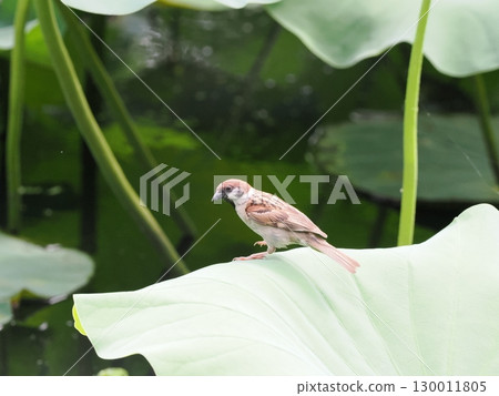 A sparrow perched on a lotus leaf A sparrow perched on a lotus leaf 130011805