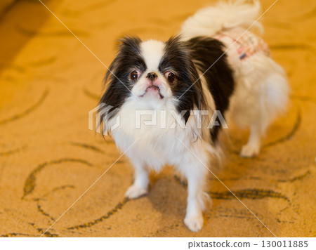 快樂的日本 Chin 女孩 130011885