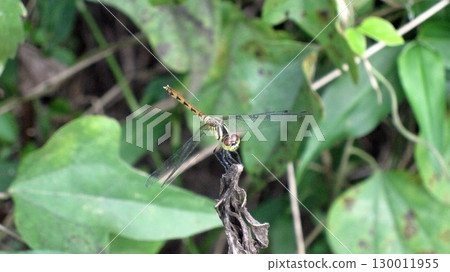 Landscape with dragonfly 130011955