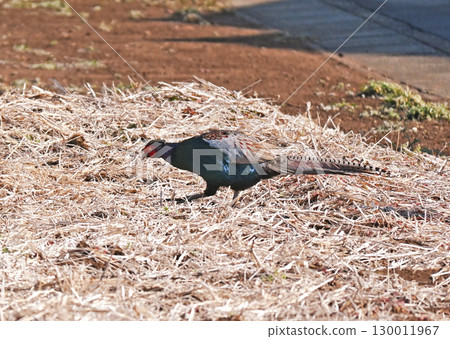 一隻野雞在枯草中尋找食物 一隻野雞在枯草中尋找食物 130011967