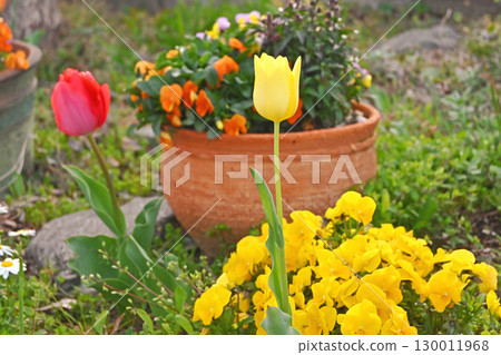 桃紅色和黃色鬱金香 130011968