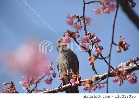 Early-blooming cherry / Early-blooming Kawazu cherry blossoms (with wild birds and blue sky in the background) Early-blooming cherry / Early-blooming Kawazu cherry blossoms (with wild birds and blue sky in the background) 130012050