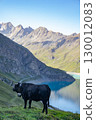 Cows in the European Alps 130012083