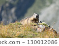 Marmot 130012086