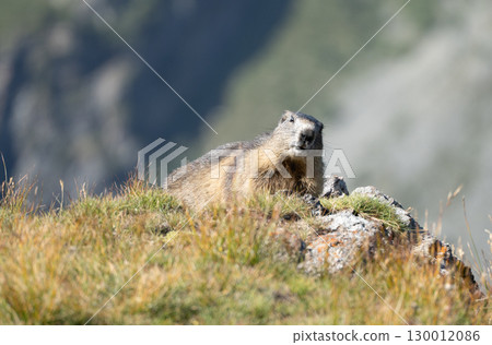 Marmot 130012086
