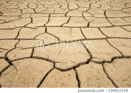 旱災導致稻田龜裂 130012329