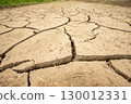 Drought-stricken rice fields cracked 130012331