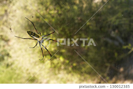 Red legged golden orb weaver spider female - Nephila inaurata madagascariensis, resting on her nest, sun over blurred bushes in background Red legged golden orb weaver spider female - Nephila inaurata madagascariensis, resting on her nest, sun over blurred bushes in background 130012385