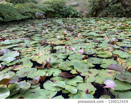 漂浮在池塘的蓮花 漂浮在池塘的蓮花 130012429