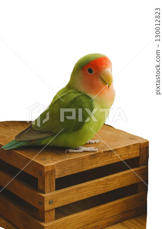 一隻色彩繽紛的愛情鳥棲息在木箱上 130012823