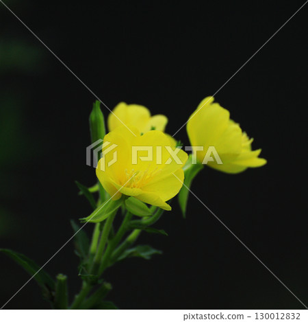 Yellow evening primrose flowers that stand out against a black background 130012832