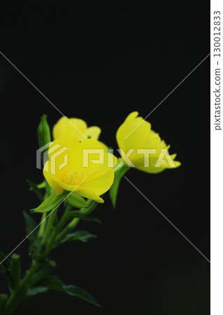 黃色的月見草花在黑色背景下格外醒目 130012833
