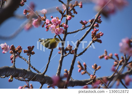 Early-blooming cherry / Early-blooming Kawazu cherry blossoms (with wild birds and blue sky in the background) 130012872