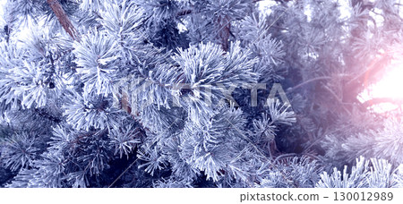 Horizontal Christmas background with pine branch, covered with frost. Holiday wintery banner with frozen branches of fir tree. Festive banner featuring a frosted fir branch. Photo toned in blue color 130012989