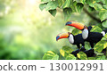 Horizontal banner with two beautiful colorful toucan birds (Ramphastidae) on a branch in a rainforest. Couple of toucan bird and leaves of tropical plants on sunny background. Copy space for text 130012991