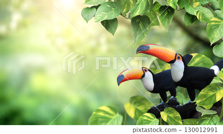 Horizontal banner with two beautiful colorful toucan birds (Ramphastidae) on a branch in a rainforest. Couple of toucan bird and leaves of tropical plants on sunny background. Copy space for text 130012991