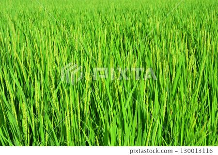 Rice flowers 130013116