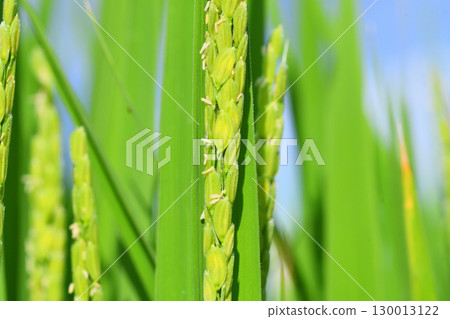 Rice flowers 130013122