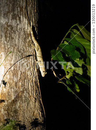 Tokay gecko climbing a tree at Tentena, Sulawesi, Indonesia Tokay gecko climbing a tree at Tentena, Sulawesi, Indonesia 130013219