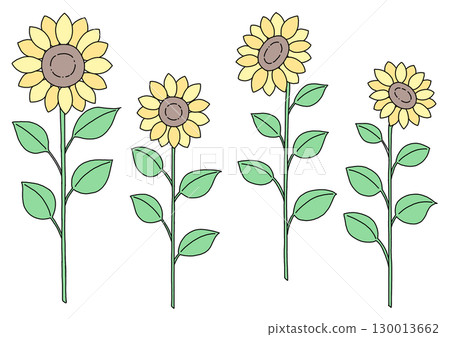 Sunflower illustration Sunflower illustration 130013662