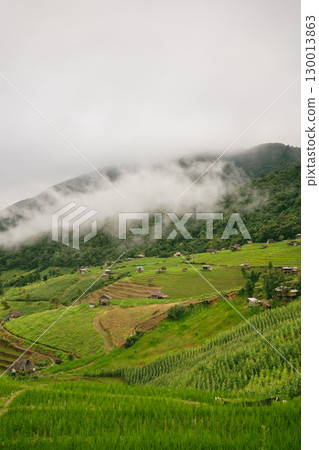 ecology travel with camping outdoor relax in rice field at chiangmai thailand in raining season 130013863
