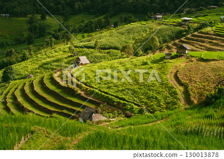 ecology travel with camping outdoor relax in rice field at chiangmai thailand in raining season 130013878