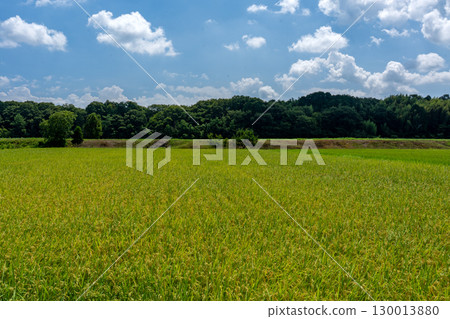 Copy space of early-ripening rice varieties beginning to ripen and the summer sky 130013880