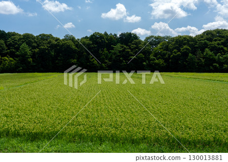 Copy space of early-ripening rice varieties beginning to ripen and the summer sky 130013881
