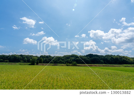 開始成熟的早熟稻米品種和夏日天空的複製空間 130013882