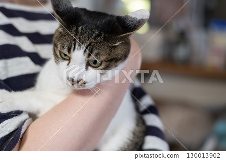 Kijitora cat hugging a cat Kijitora cat hugging a cat 130013902