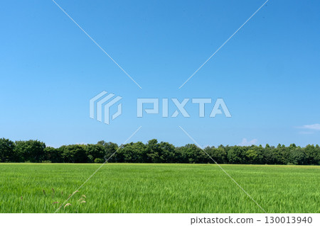 盛夏時節，小中墾區稻田的複製空間與晴朗的藍天 130013940