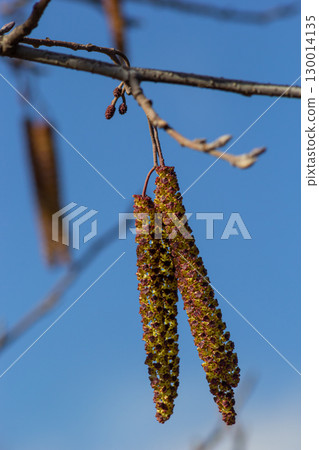 Small branch of black alder Alnus glutinosa with male catkins and female red flowers. Blooming alder in spring beautiful natural background with clear earrings and blurred background Small branch of black alder Alnus glutinosa with male catkins and female red flowers. Blooming alder in spring beautiful natural background with clear earrings and blurred background 130014135