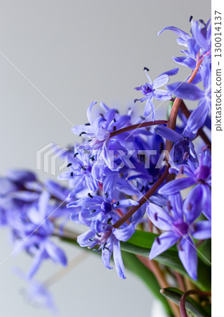Beautiful blue flowers snowdrops Scilla bifolia alpine squill, two-leaf squill on a white background with space for text. Spring decoration 130014137